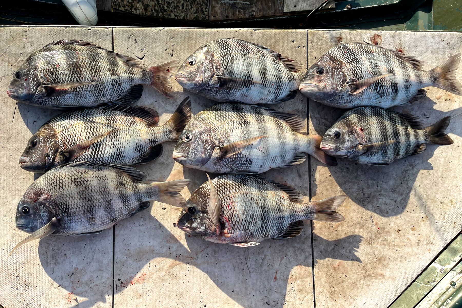 looking down at a one man limit of sheepshead fish on a boat