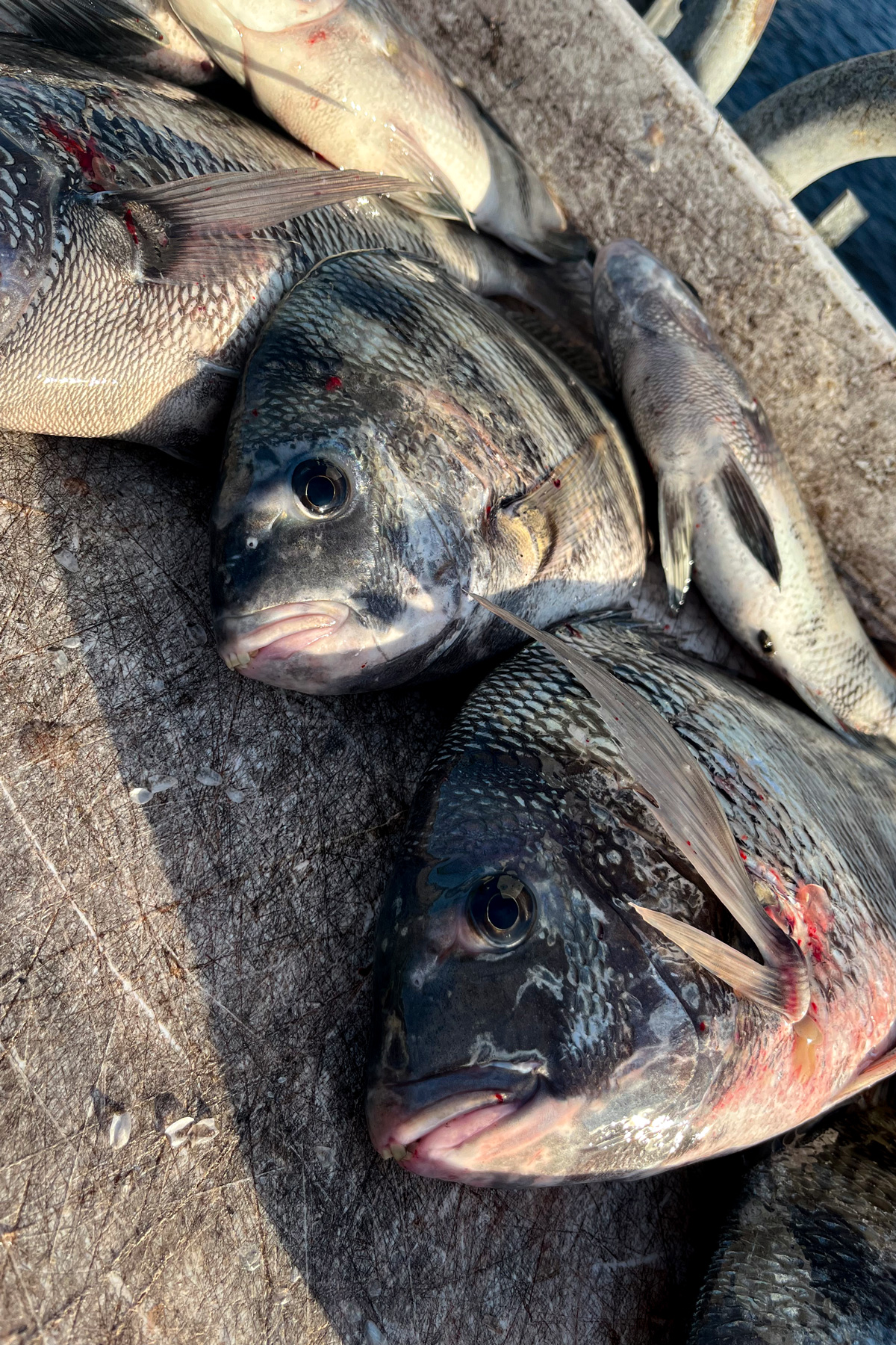Close up of the fish to show that I caught to show their teeth and details. 