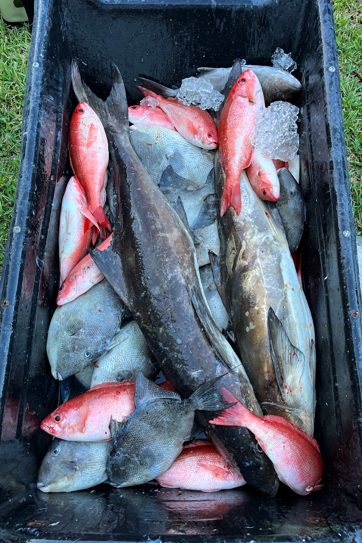 A box of fish with cob, vermillion snapper, and triggerfish. 