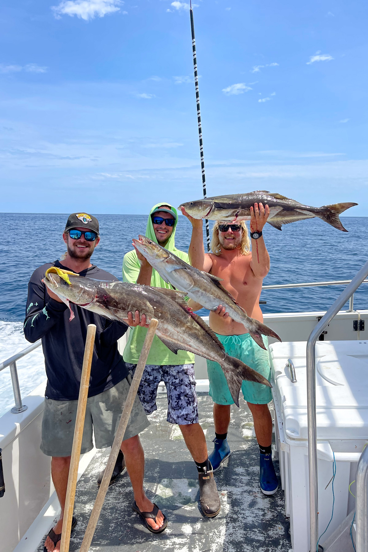 Three Cobia caught on a boat. 