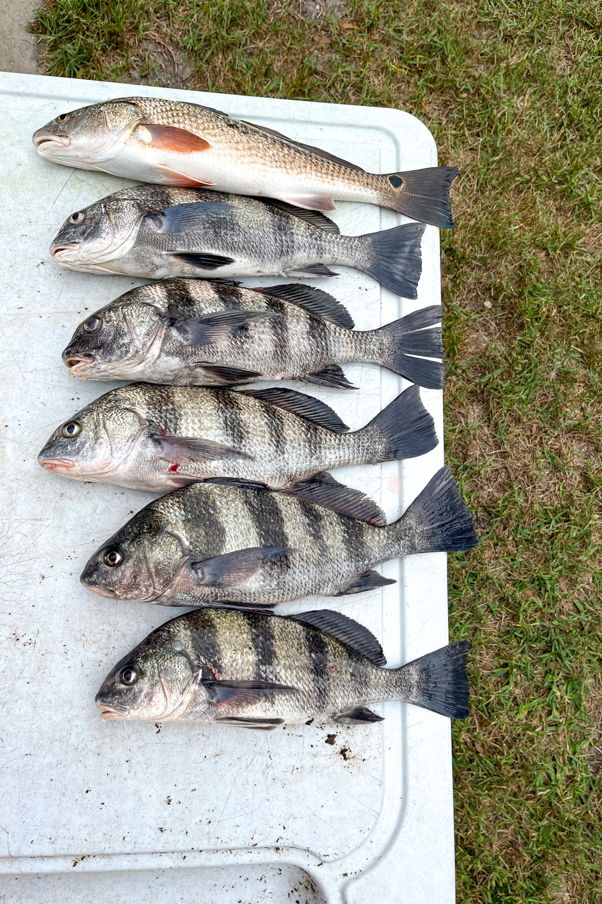 a variety of fish caught using live shrimp as bait