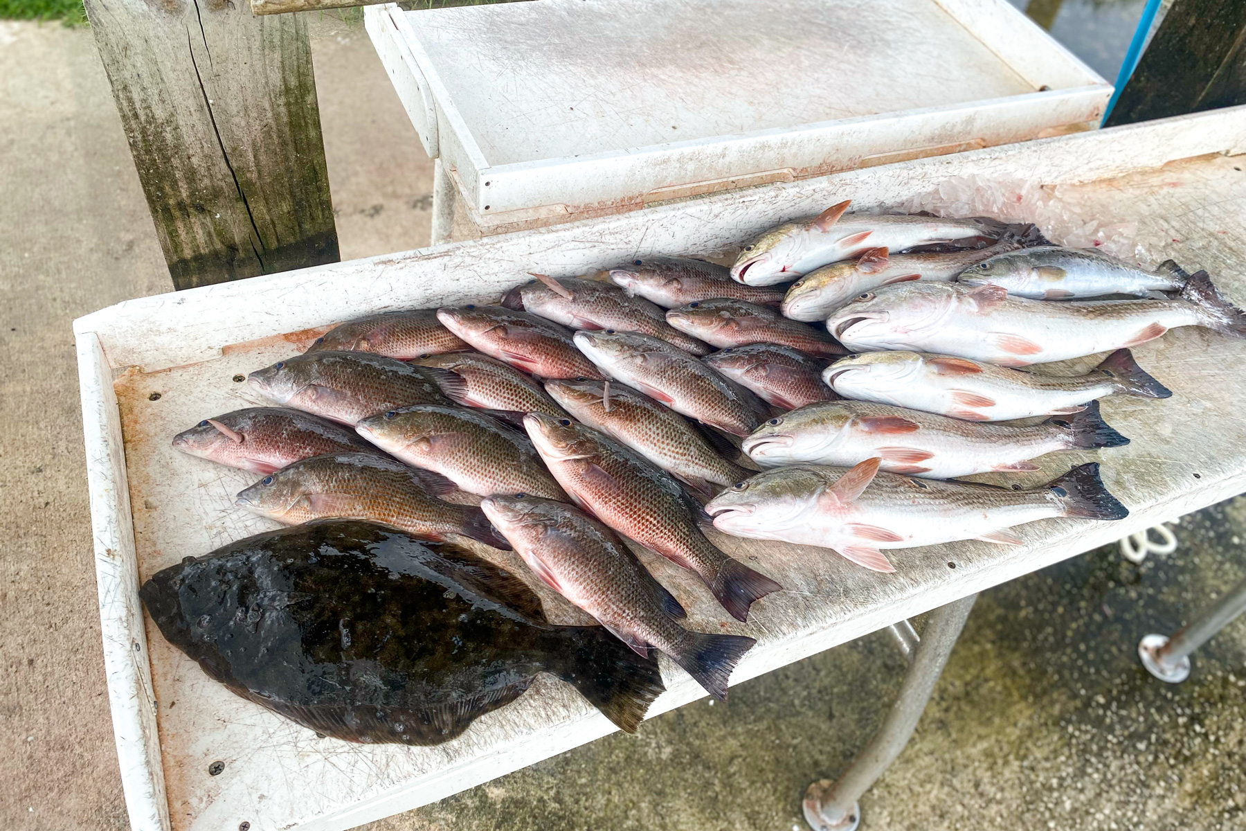 a variety of fresh fish caught with a live shrimp rig