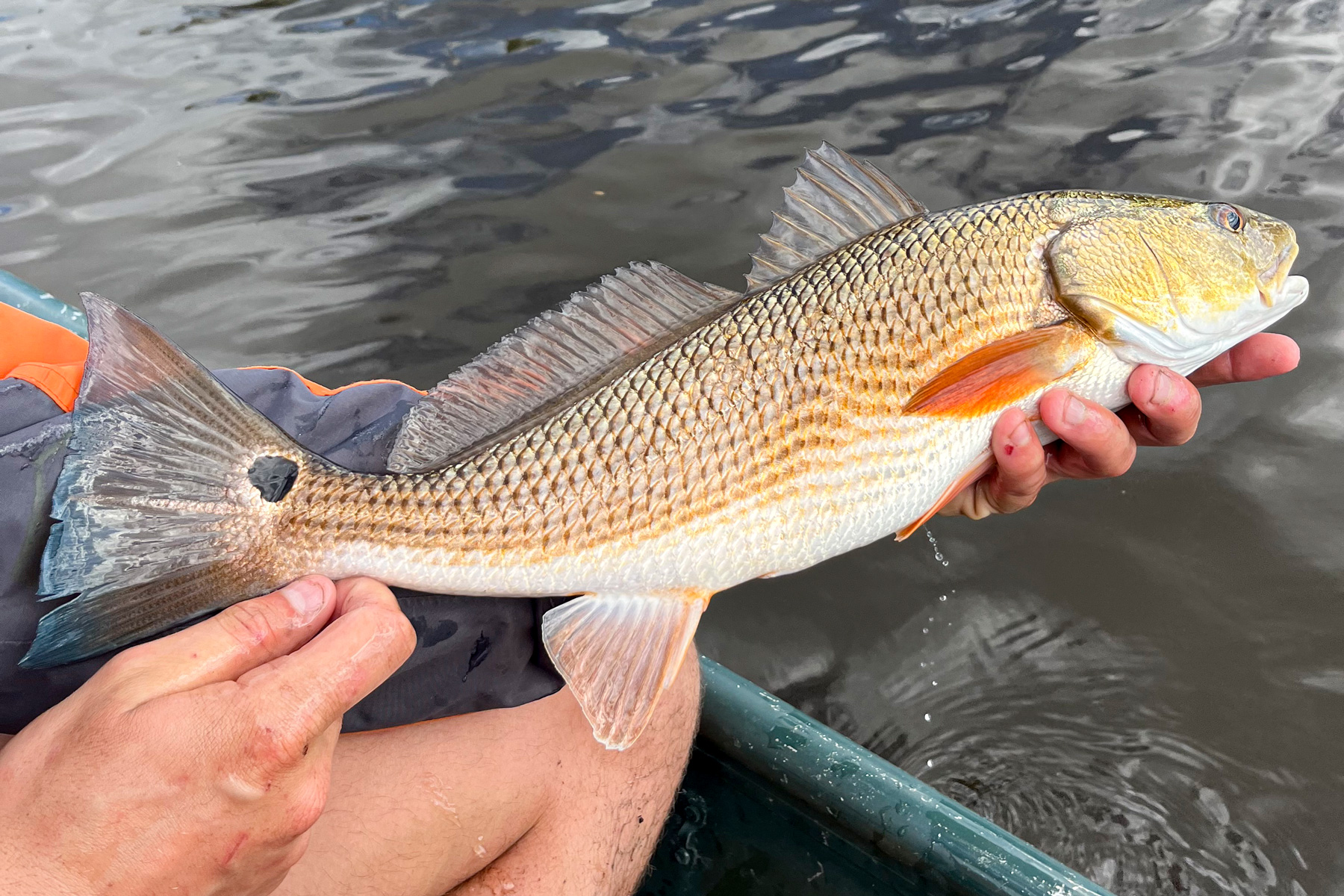 redfish caught using live shrimp