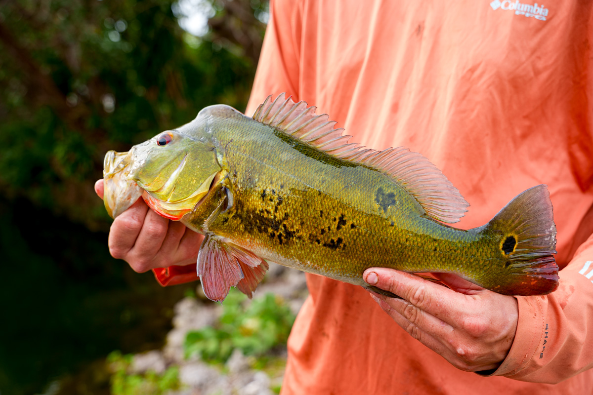 A close up of a peacock bass. 
