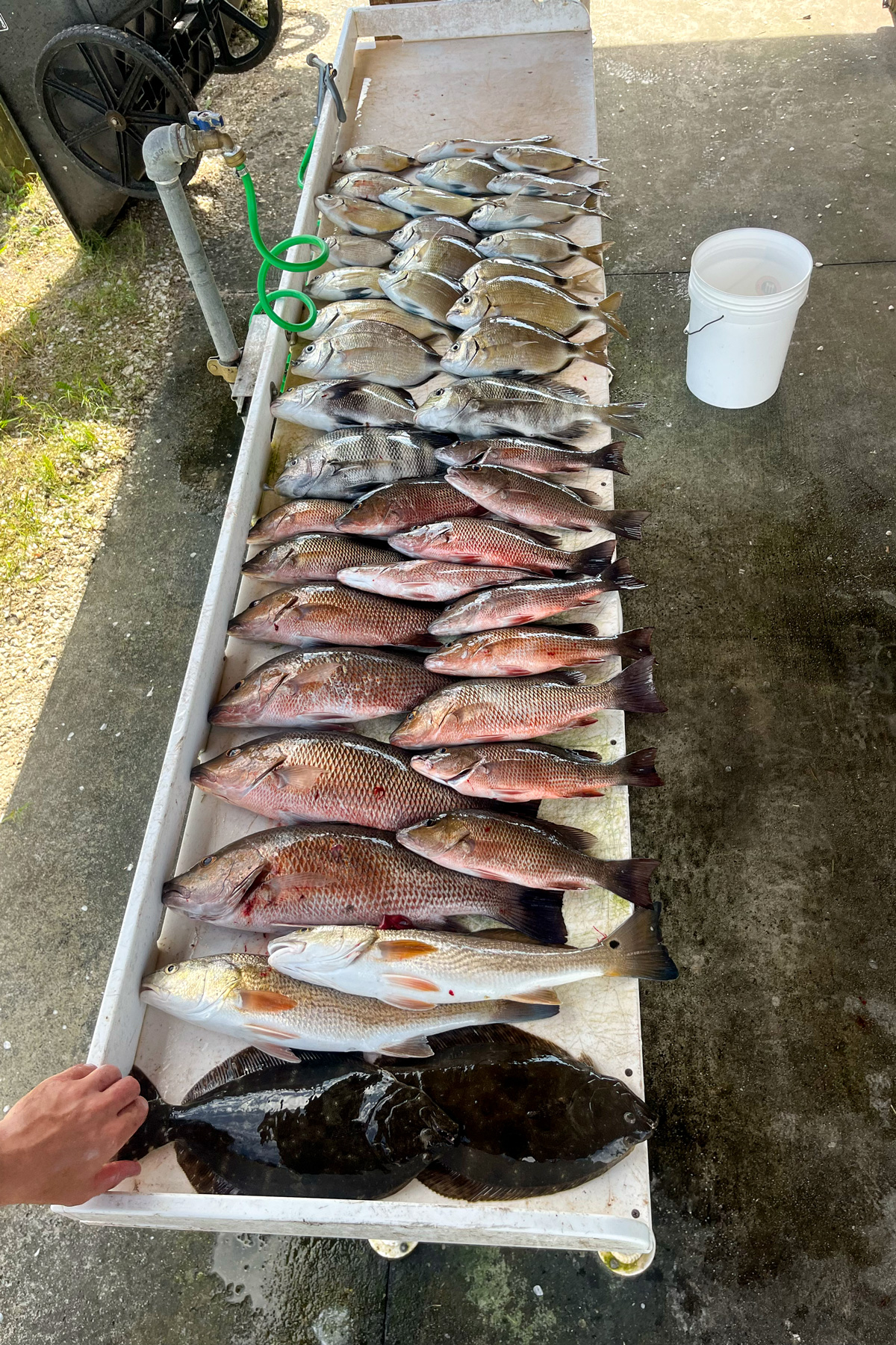 A filet table with Ring Tail Porgies, Sheepshead, a Black Margate, Mangrove Snapper, Redfish, and Flounder. 