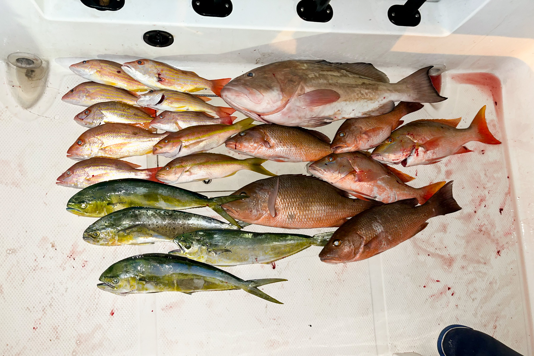 A back deck with a Red Grouper, Mangrove Snapper, Mutton Snapper, Lane Snapper, and Mahi. 