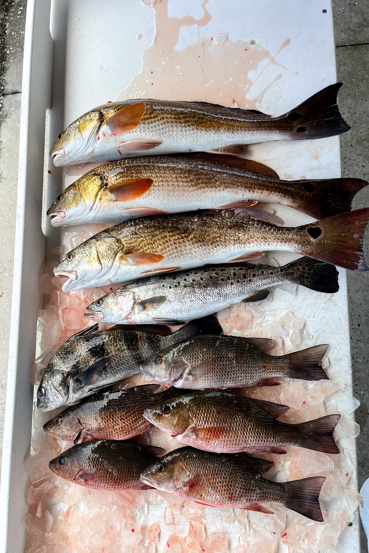 A picture of a fillet table with redfish, sea trout, mangrove snapper, and black drum.